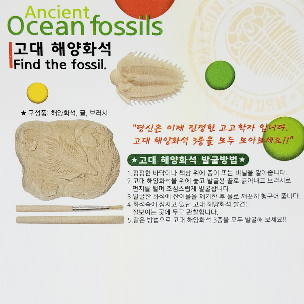 2000 고대 해양화석 발굴키트 3개묶음-화석완구